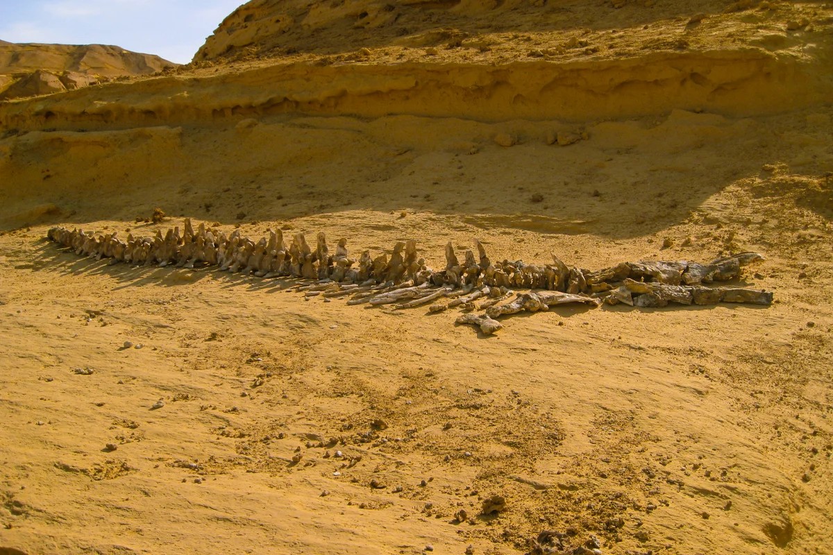 Over Day Tour To Wadi El Hitan & Safari In Fayoum From Cairo