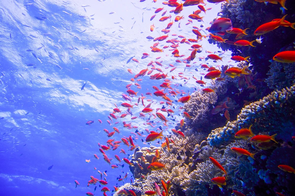 10 Days Cairo Alexandria Luxor Aswan & Sharm El Sheikh