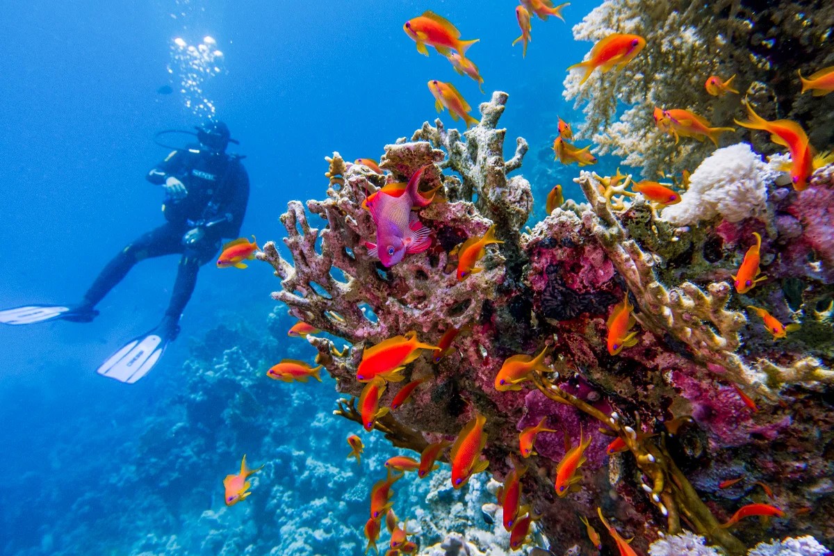 Scuba diving Sharm El Sheikh